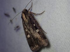 Abagrotis glenni 107558043 by Ellyne Geurts. Used under a CC0 license.