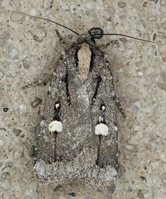Abagrotis glenni 98854025 by Colin Croft. Used under a CC BY 4.0 license.