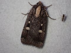 Abagrotis glenni adult by Ellyne Geurts. Used under a CC0 license.