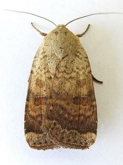 Abagrotis mexicana - inat 303919480 by {{{name}}}. Used under a CC BY 4.0 license.
