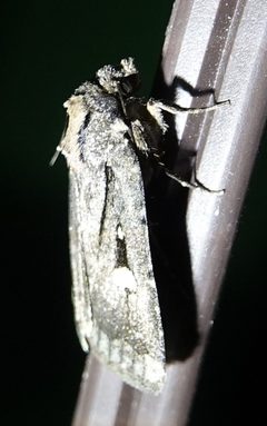 Abagrotis mirabilis 53022629 by Colin Croft. Used under a CC BY 4.0 license.
