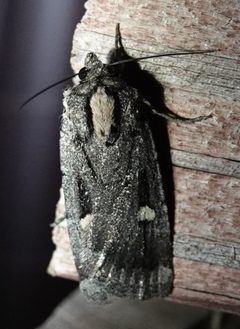 Abagrotis mirabilis 53099850 by Colin Croft. Used under a CC BY 4.0 license.