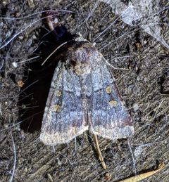 Abagrotis pulchrata - inat 90410264 by {{{name}}}. Used under a CC0 license.
