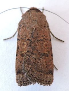 Abagrotis reedi - inat 164820229 by {{{name}}}. Used under a CC BY 4.0 license.
