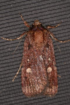 Abagrotis rubricundis - inat 229021584 by {{{name}}}. Used under a CC BY 4.0 license.