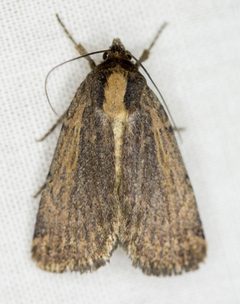 Abagrotis nanalis - inat 22267150 by {{{name}}}. Used under a CC0 license.