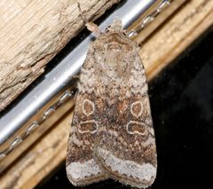 Abagrotis scopeops 01 by CBG Photography Group, Centre for Biodiversity Genomics. Used under a CC0 license.
