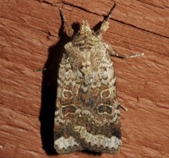 Abagrotis scopeops 02 by CBG Photography Group, Centre for Biodiversity Genomics. Used under a CC0 license.