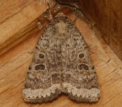 Abagrotis scopeops 03 by CBG Photography Group, Centre for Biodiversity Genomics. Used under a CC0 license.