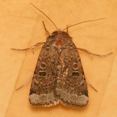 Abagrotis scopeops 04 by Libby Avis, Centre for Biodiversity Genomics. Used under a CC0 license.