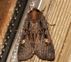 Adelphagrotis indeterminata 01 by CBG Photography Group, Centre for Biodiversity Genomics. Used under a CC0 license.