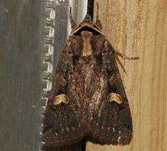 Adelphagrotis indeterminata 02 by CBG Photography Group, Centre for Biodiversity Genomics. Used under a CC0 license.