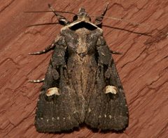 Adelphagrotis indeterminata 03 by CBG Photography Group, Centre for Biodiversity Genomics. Used under a CC0 license.
