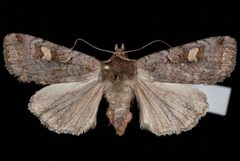 Adelphagrotis stellaris by Jeremy deWaard, University of British Columbia. Used under a CC BY 3.0 license.