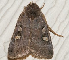 Adelphagrotis stellaris 01 by CBG Photography Group, Centre for Biodiversity Genomics. Used under a CC0 license.