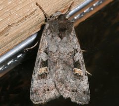Adelphagrotis stellaris 02 by CBG Photography Group, Centre for Biodiversity Genomics. Used under a CC0 license.