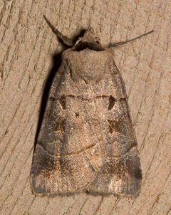 Agnorisma badinodis by Mike Boone. Used under a CC BY-SA 2.5 license.