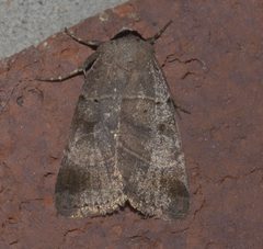 Agnorisma badinodis P1140009a by 
xpda. Used under a CC BY-SA 4.0 license.