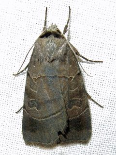 Agnorisma badinodis female by Jacy Lucier. Used under a CC BY-SA 4.0 license.