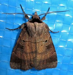 Agnorisma badinodis male by Jacy Lucier. Used under a CC BY-SA 4.0 license.