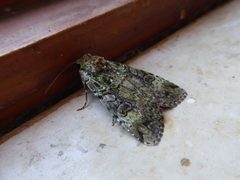 Anaplectoides prasina Piazzo 02 by Syrio. Used under a CC BY-SA 4.0 license.