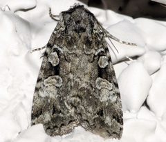 Anaplectoides pressus 01 by CBG Photography Group, Centre for Biodiversity Genomics. Used under a CC0 license.