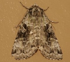 Anaplectoides pressus 02 by CBG Photography Group, Centre for Biodiversity Genomics. Used under a CC0 license.