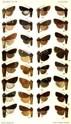 CATALOGUE-BM-PLATE LXXVI by Sir GEORGE F. HAMPSON, Bart.. Used under a Public domain license.