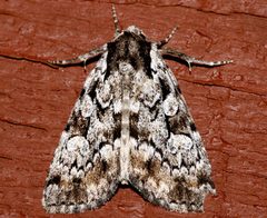 Aplectoides condita by CBG Photography Group, Centre for Biodiversity Genomics. Used under a CC0 license.