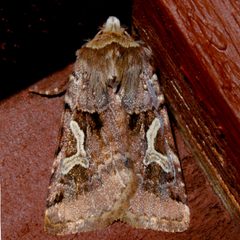 Cerastis enigmatica 01 by CBG Photography Group, Centre for Biodiversity Genomics. Used under a CC0 license.