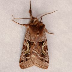 Cerastis enigmatica 02 by CBG Photography Group, Centre for Biodiversity Genomics. Used under a CC0 license.