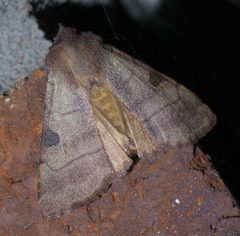 Choephora fungorum P1560003a by 
xpda. Used under a CC BY-SA 4.0 license.