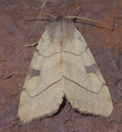 Choephora fungorum P1560731a by
xpda. Used under a CC BY-SA 4.0 license.