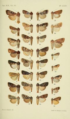 CLBM 04 Pl71 by George F. Hampson (ed.). Used under a Public domain license.