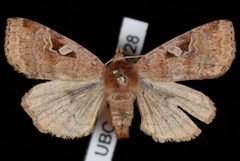 Diarsia esurialis by Jeremy deWaard, University of British Columbia. Used under a CC BY 3.0 license.