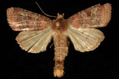Diarsia rosaria freemani 01 by CBG Photography Group, Centre for Biodiversity Genomics. Used under a CC0 license.