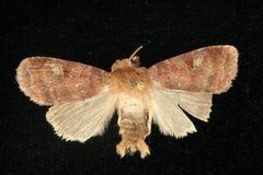 Diarsia rosaria freemani 02 by CBG Photography Group, Centre for Biodiversity Genomics. Used under a CC0 license.