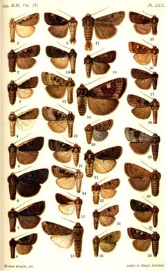 CATALOGUE-BM-PLATE LXX by Sir GEORGE F. HAMPSON, Bart.. Used under a Public domain license.