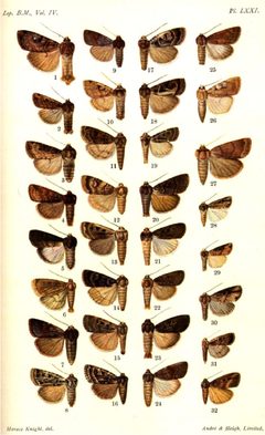 CATALOGUE-BM-PLATE LXXI by Sir GEORGE F. HAMPSON, Bart.. Used under a Public domain license.