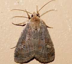 Diarsia rubifera by CBG Photography Group, Centre for Biodiversity Genomics. Used under a CC0 license.