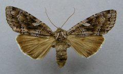 Eurois occulta.01 by Dumi. Used under a CC BY-SA 3.0 license.