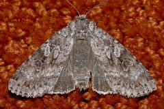 Eurois occulta 03 by CBG Photography Group, Centre for Biodiversity Genomics. Used under a CC0 license.