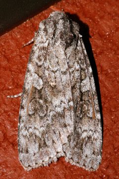 Eurois occulta 04 by CBG Photography Group, Centre for Biodiversity Genomics. Used under a CC0 license.