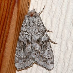 Eurois occulta 06 by CBG Photography Group, Centre for Biodiversity Genomics. Used under a CC0 license.