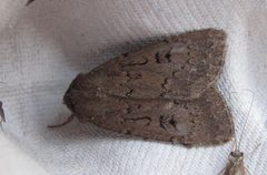 Graphiphora augur by Dieder Plu. Used under a CC BY-SA 3.0 license.