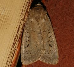 Graphiphora augur 02 by CBG Photography Group, Centre for Biodiversity Genomics. Used under a CC0 license.