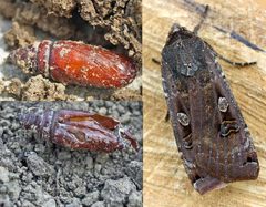 Noctua pronuba01 by wikipedia. Used under a Attribution license.