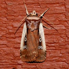 Ochropleura implecta 01 by CBG Photography Group, Centre for Biodiversity Genomics. Used under a CC0 license.