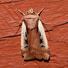 Ochropleura implecta 02 by CBG Photography Group, Centre for Biodiversity Genomics. Used under a CC0 license.