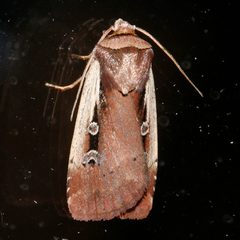 Ochropleura implecta 03 by CBG Photography Group, Centre for Biodiversity Genomics. Used under a CC0 license.